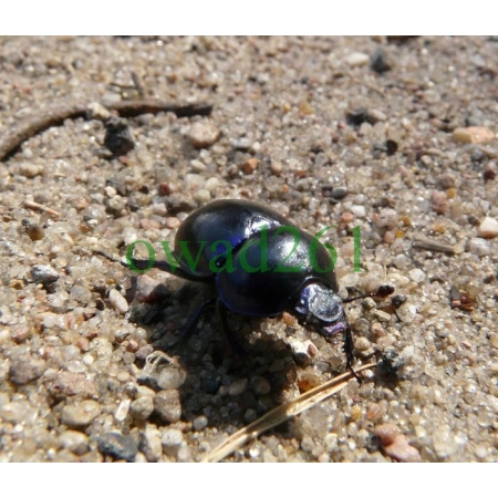 Trypocopris vernalis (Linnaeus, 1758) Żuk wiosenny